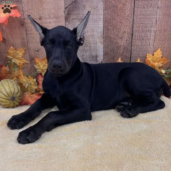 Sweetie Melanistic, Doberman Pinscher Puppy